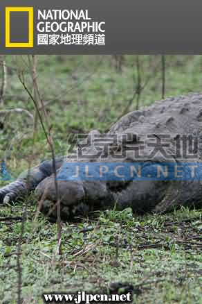 鳄鱼短片：鳄鱼的黑暗面第01集