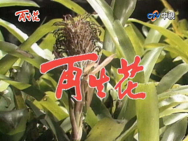 再生花1990第12集